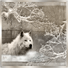 firstsnowofwinter