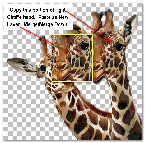 CopyPasteHead