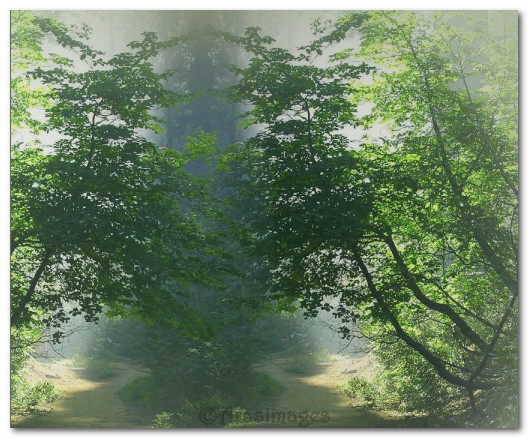 Placebackgroundtreeshereat75Opacity_Mergedown