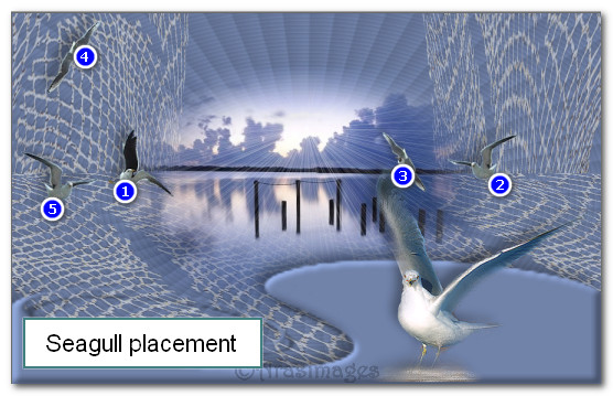 SeagullPlacement