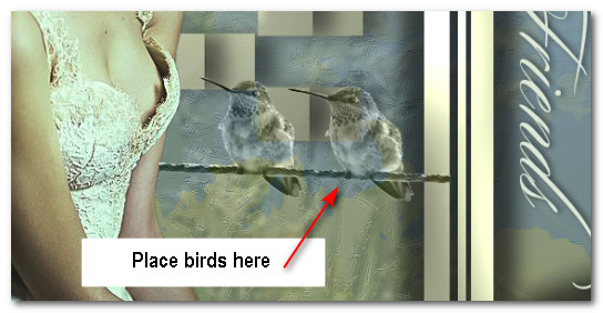 PlaceBirds