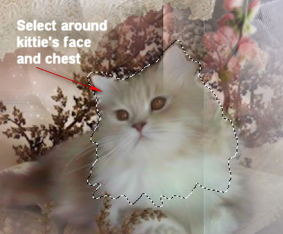 SelectKittiesFace