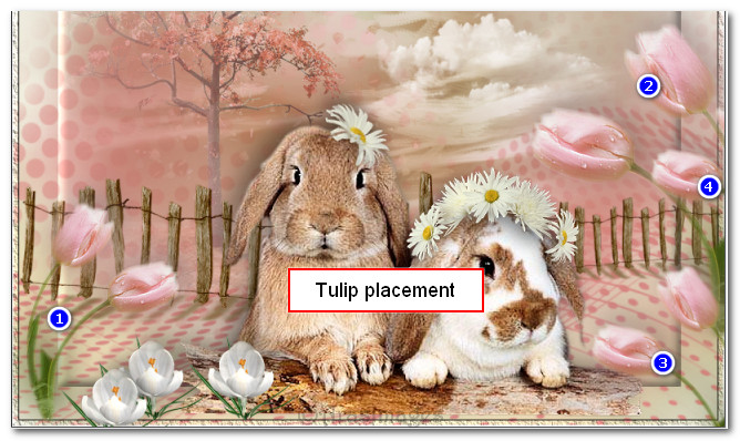 Tulipplacement