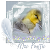 mon_poussin