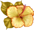 DCD_BuGa_Hibiscus