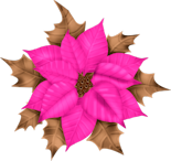 Pointsettia