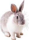 4-rabbit-png-image-thumb