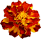 flower02