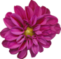 ScrapTK_Dahlia-element3