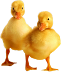 Miz_FluffyDuck_element(17)