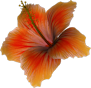 DCD_MornSun_Hibiscus