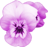 MC_SpringMedley_E21