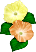 SG_MorringGlorieFlower2